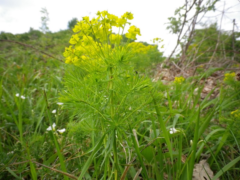 Euphorbia cyparissias